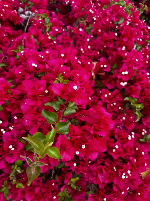 Lauren - laurenjfit OnlyFans