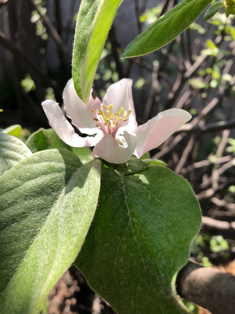 bloomingsoul nude