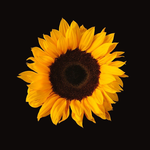 @sunflowerfr33