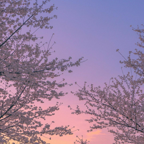 blossom_cherry nude
