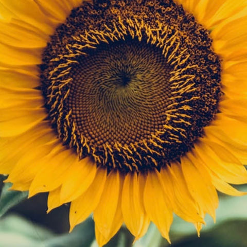 sunflower_bb nude