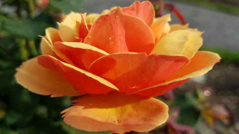 Rosi Blossom - rosiblossom OnlyFans