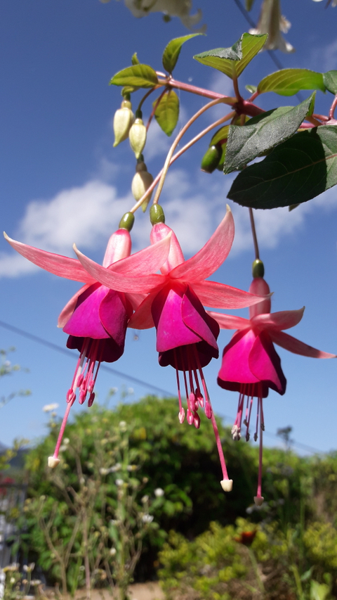 Piel Canela - piel69canela OnlyFans