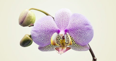 transorchid nude