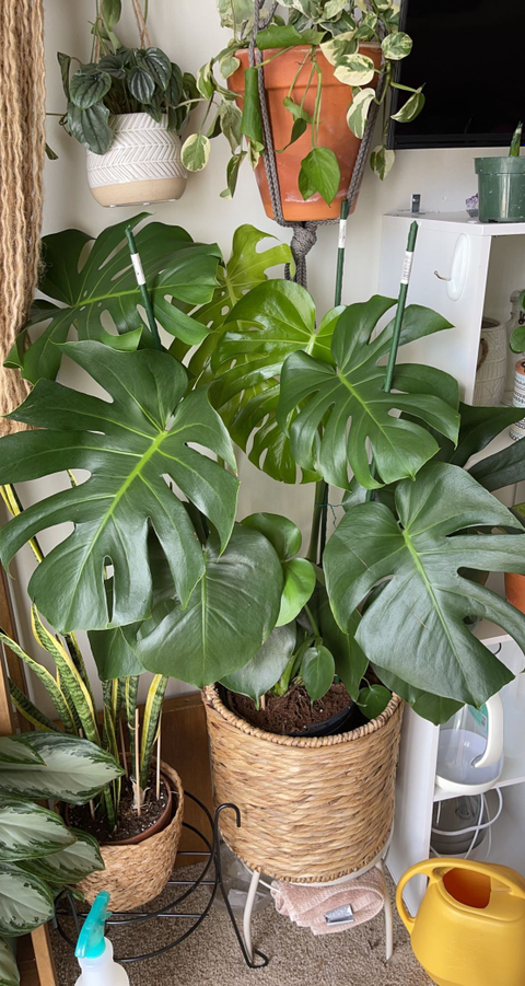 Krissy OnlyFans Account - plantmomi