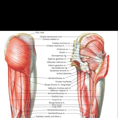 gluteus.maximum nude