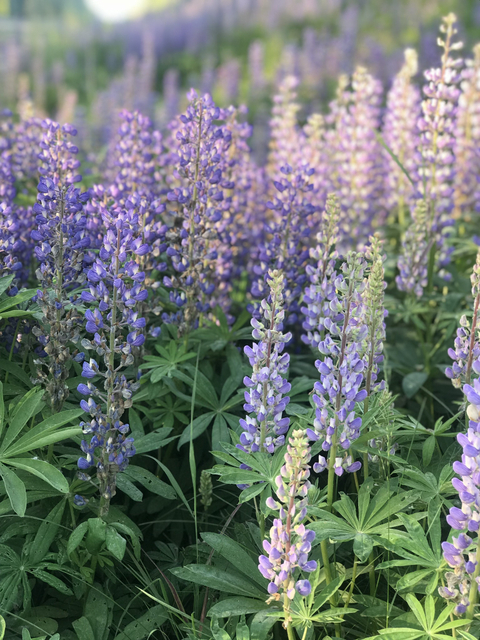 fieldsoflupine nude