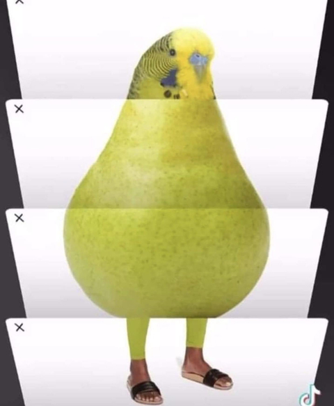 @thiccbirb