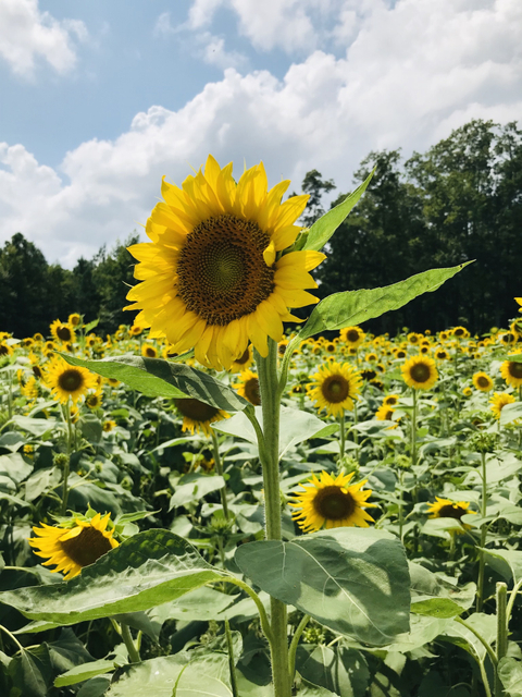 Lacey Jane - lacey_jane OnlyFans