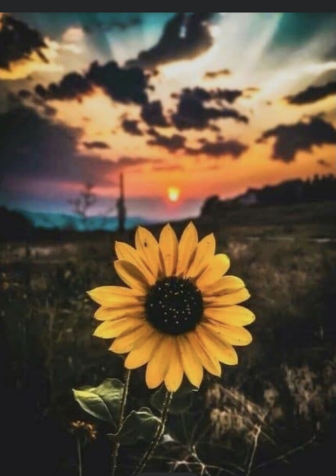 @sunflower002500