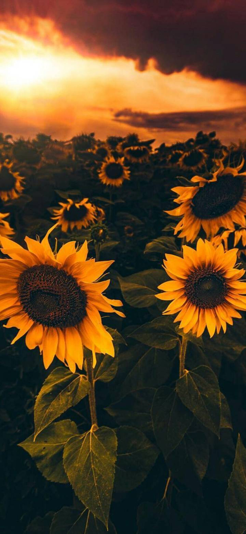 Sunflower Slüt OnlyFans Account - curvybabyy107