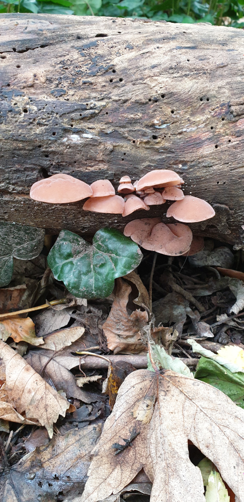 Molly Mushroom - mollymushroom OnlyFans