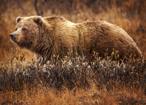 grizzlyybear nude