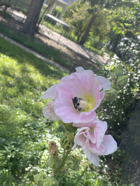 plainwhitedelilah nude