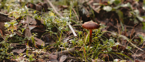 anonymushroom nude