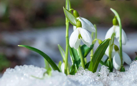 sweetgalanthus nude