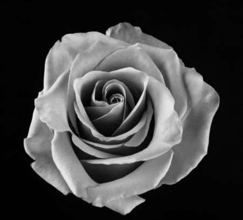 rose.blackanwhite nude