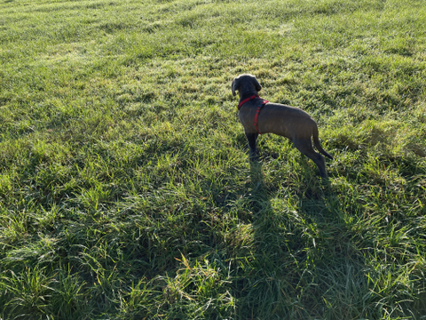 @uwethecanecorso