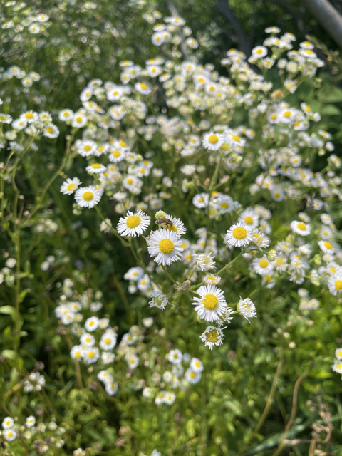 islaflowers nude