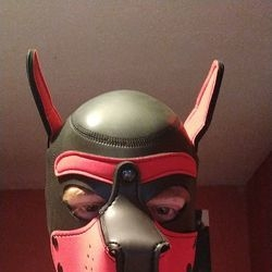 @pup_bud