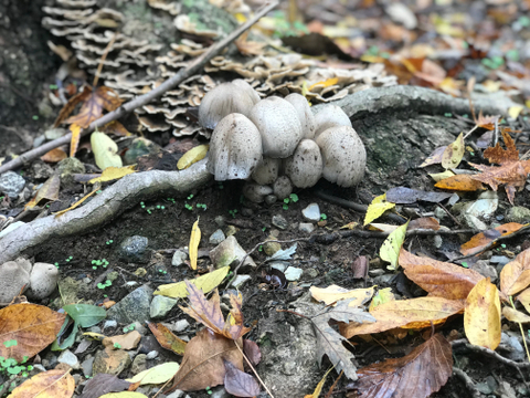 modestmushroom nude