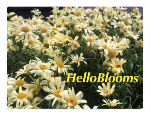 helloblooms nude