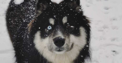 siberianhuskies nude