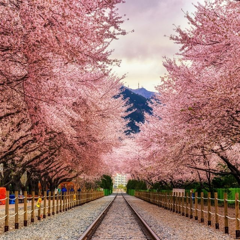 cherry_blossom_tree1 nude