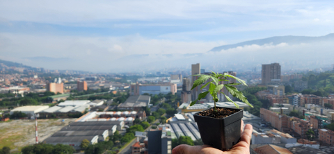 groweedsonbalcony nude