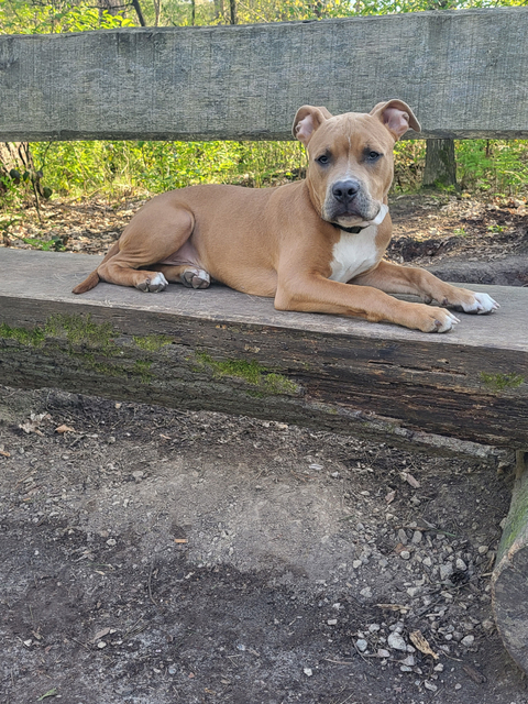 @buddy.de.amstaff