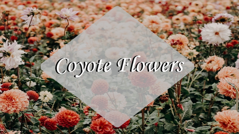 coyoteflower nude