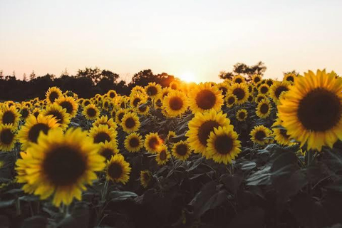 sunflowerygirl nude