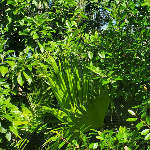 the sweetest angel of eden - vermillionprincess OnlyFans