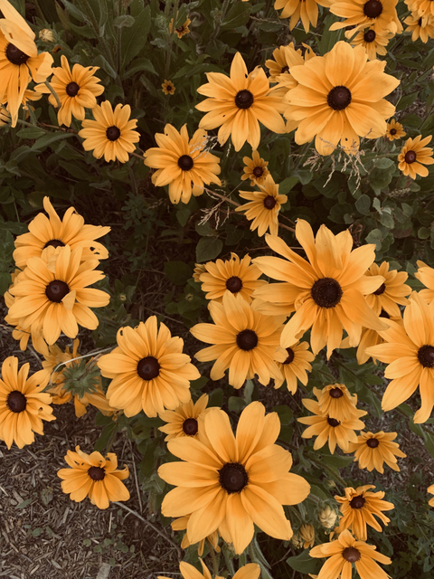 Only Nanu - onlynani7 OnlyFans