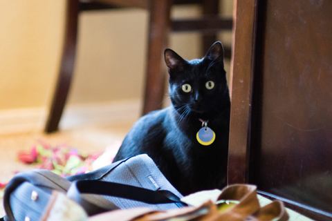 Clara Phox - goddess-clara OnlyFans