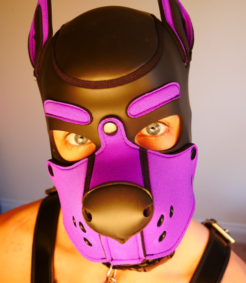 Loki The Purple Rubber Pupper profile picture