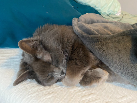 @abbythecat profile picture