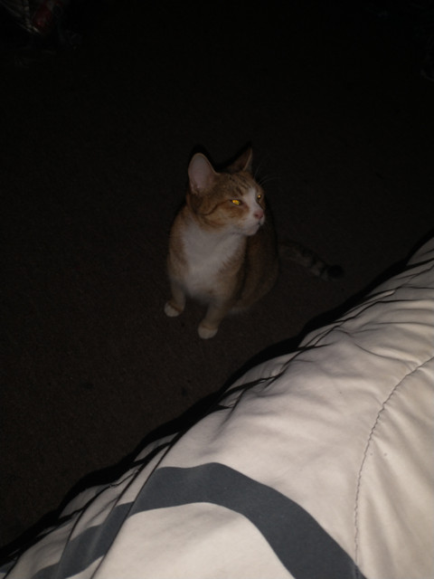 Philly Felines profile picture