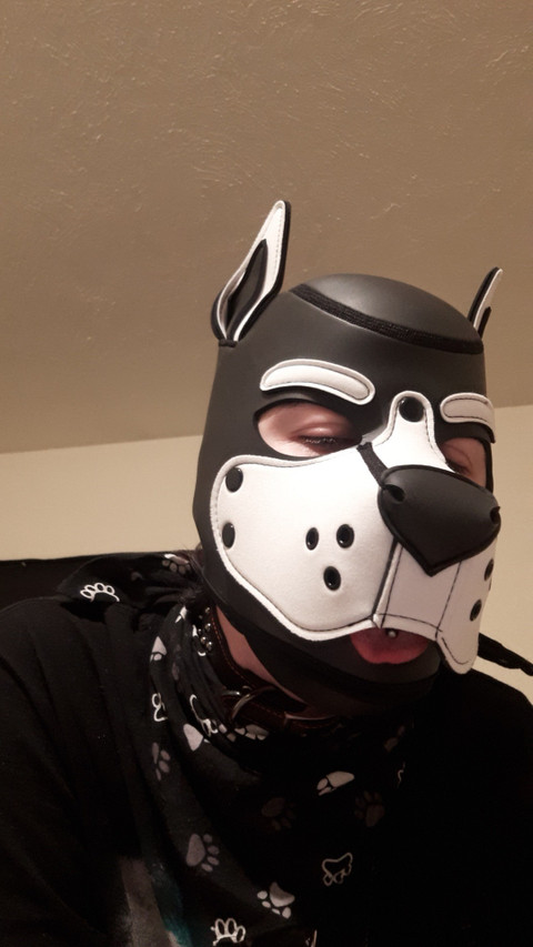 Moth Puppy profile picture