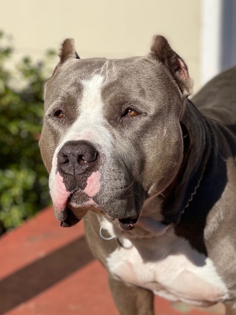 Touch of dominance dog training profile picture