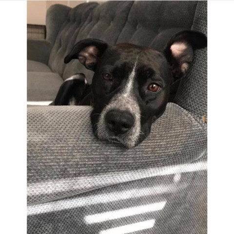 OreoTheBaddestPup profile picture