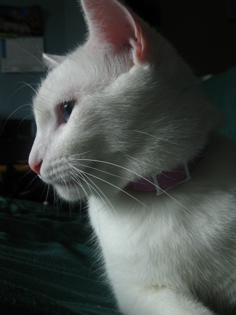 Tsuki profile picture