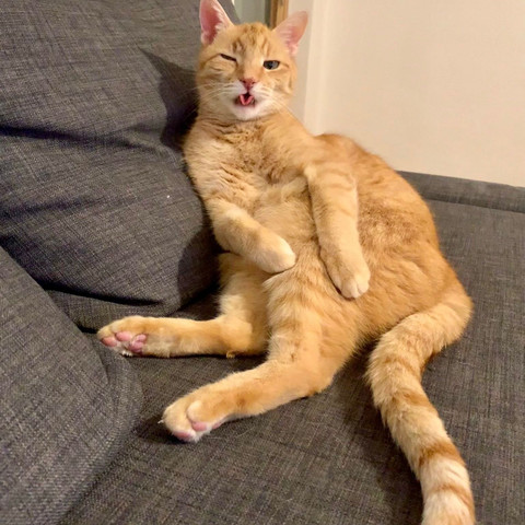 Der einzig wahre Pumbaa profile picture