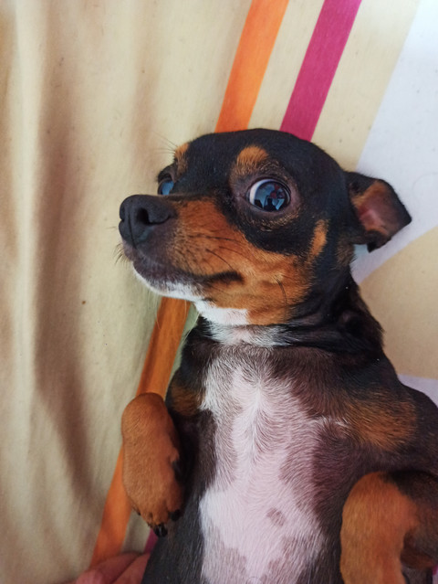Groping a Sweet Little Puppy profile picture