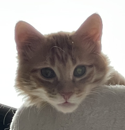 asianwinnie :3 profile picture