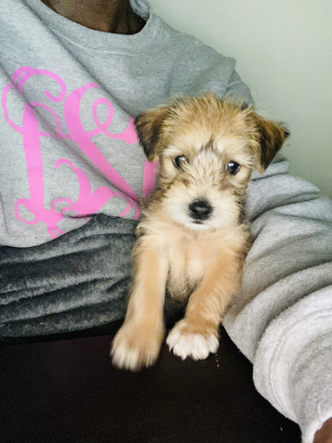 Nugget profile picture