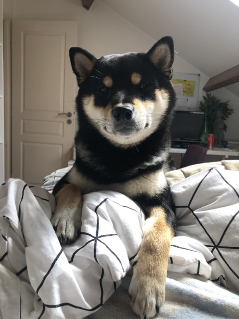 Ryuk profile picture