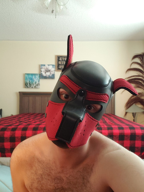 Pupster D profile picture
