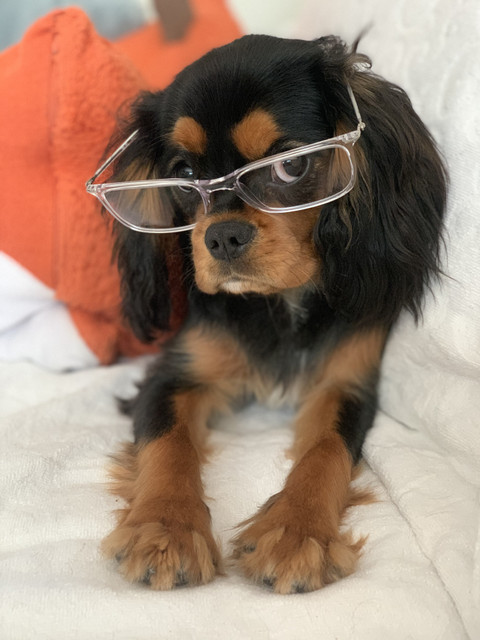 Layla Kat profile picture