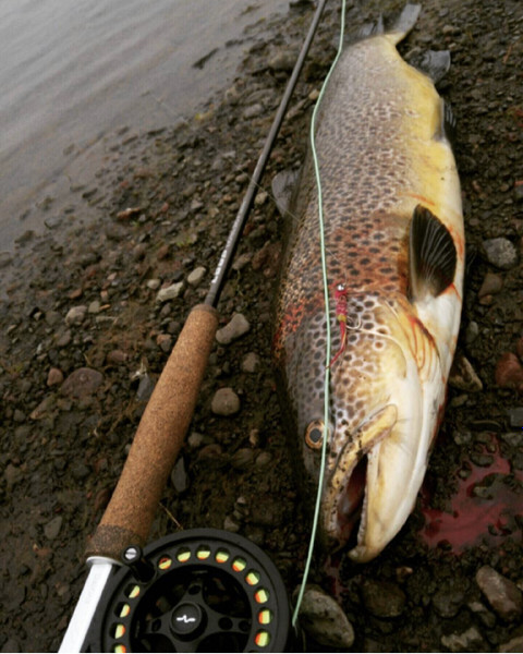 OnlyFish profile picture
